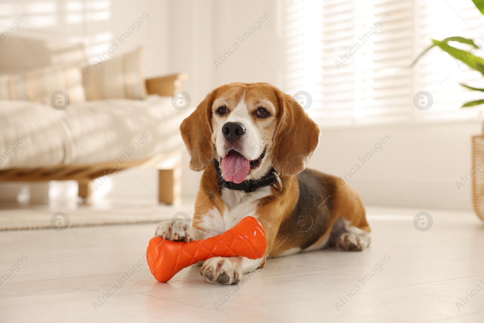 Photo of Cute dog playing with toy at home. Adorable pet