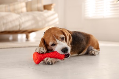 Photo of Cute dog playing with toy at home. Adorable pet