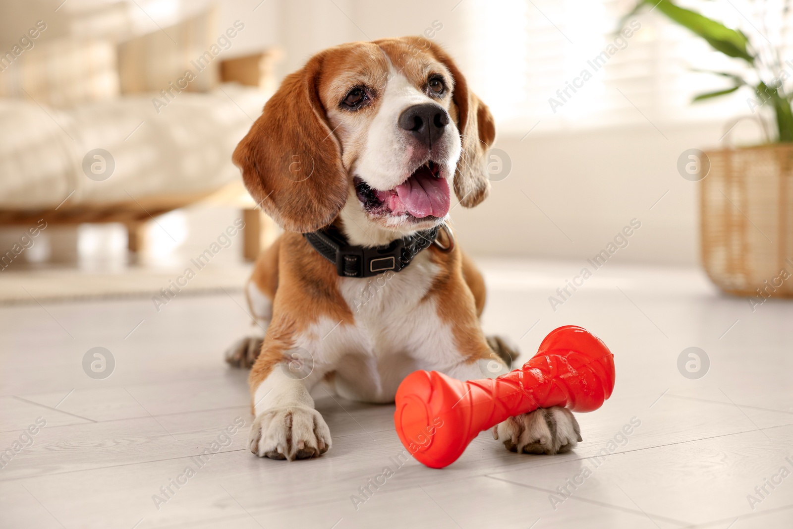 Photo of Cute dog playing with toy at home. Adorable pet