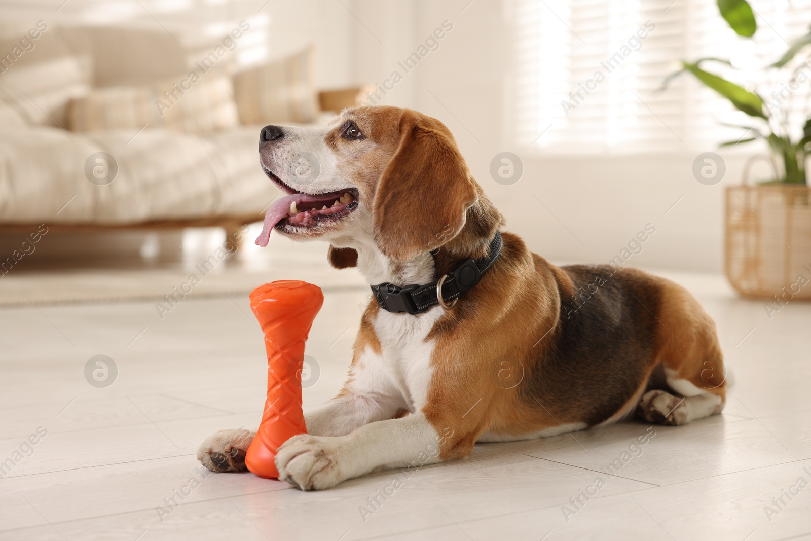 Photo of Cute dog playing with toy at home. Adorable pet