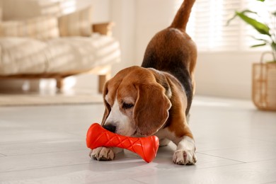 Photo of Cute dog playing with toy at home. Adorable pet