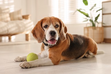 Photo of Cute dog playing with toy at home. Adorable pet