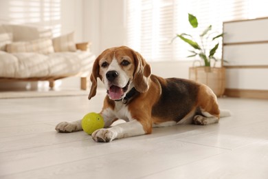 Photo of Cute dog playing with toy at home. Adorable pet