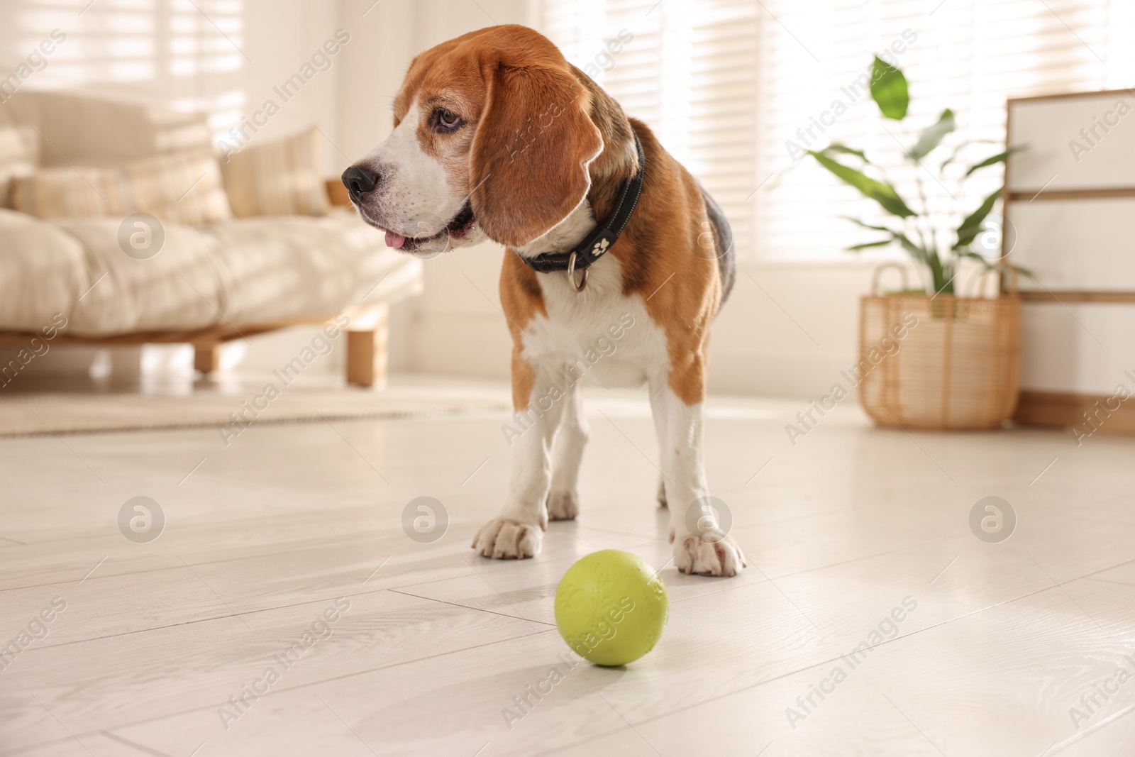 Photo of Cute dog playing with toy at home. Adorable pet