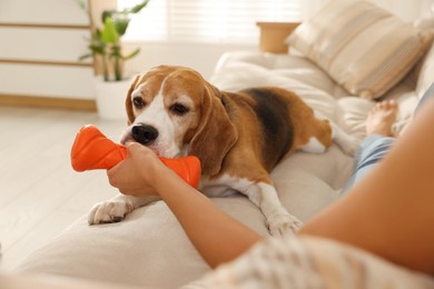 Photo of Owner giving toy to cute dog at home, closeup. Playing with pet