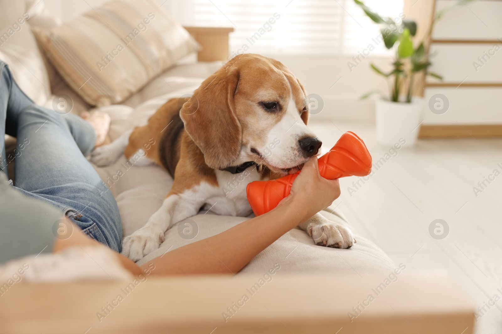 Photo of Owner giving toy to cute dog at home, closeup. Playing with pet