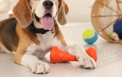 Photo of Cute dog playing with toy at home, closeup. Adorable pet