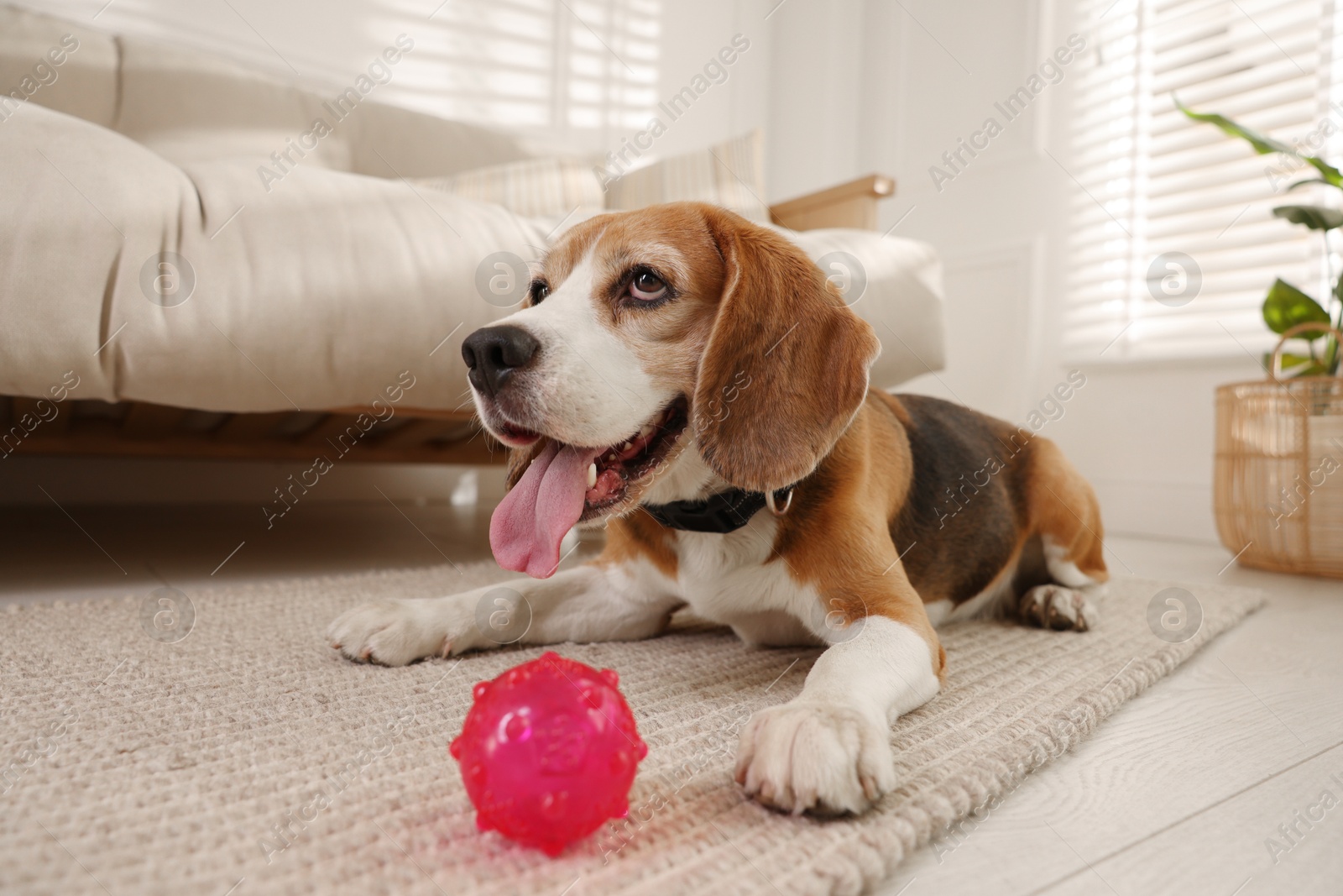 Photo of Cute dog playing with toy at home. Adorable pet