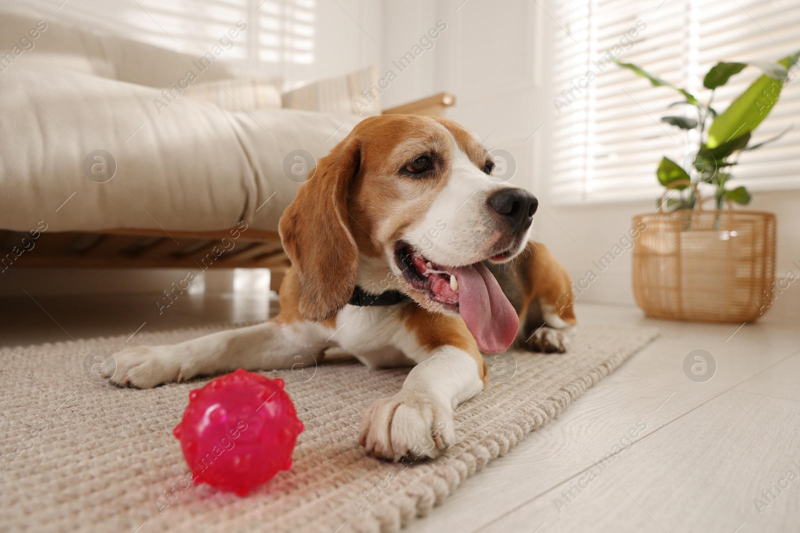 Photo of Cute dog playing with toy at home. Adorable pet