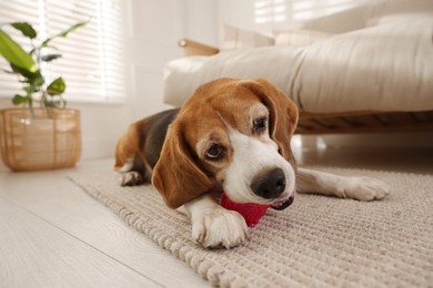 Photo of Cute dog playing with toy at home. Adorable pet