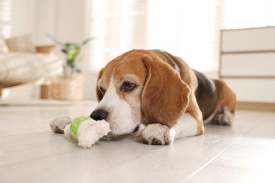 Photo of Cute dog playing with toy at home. Adorable pet