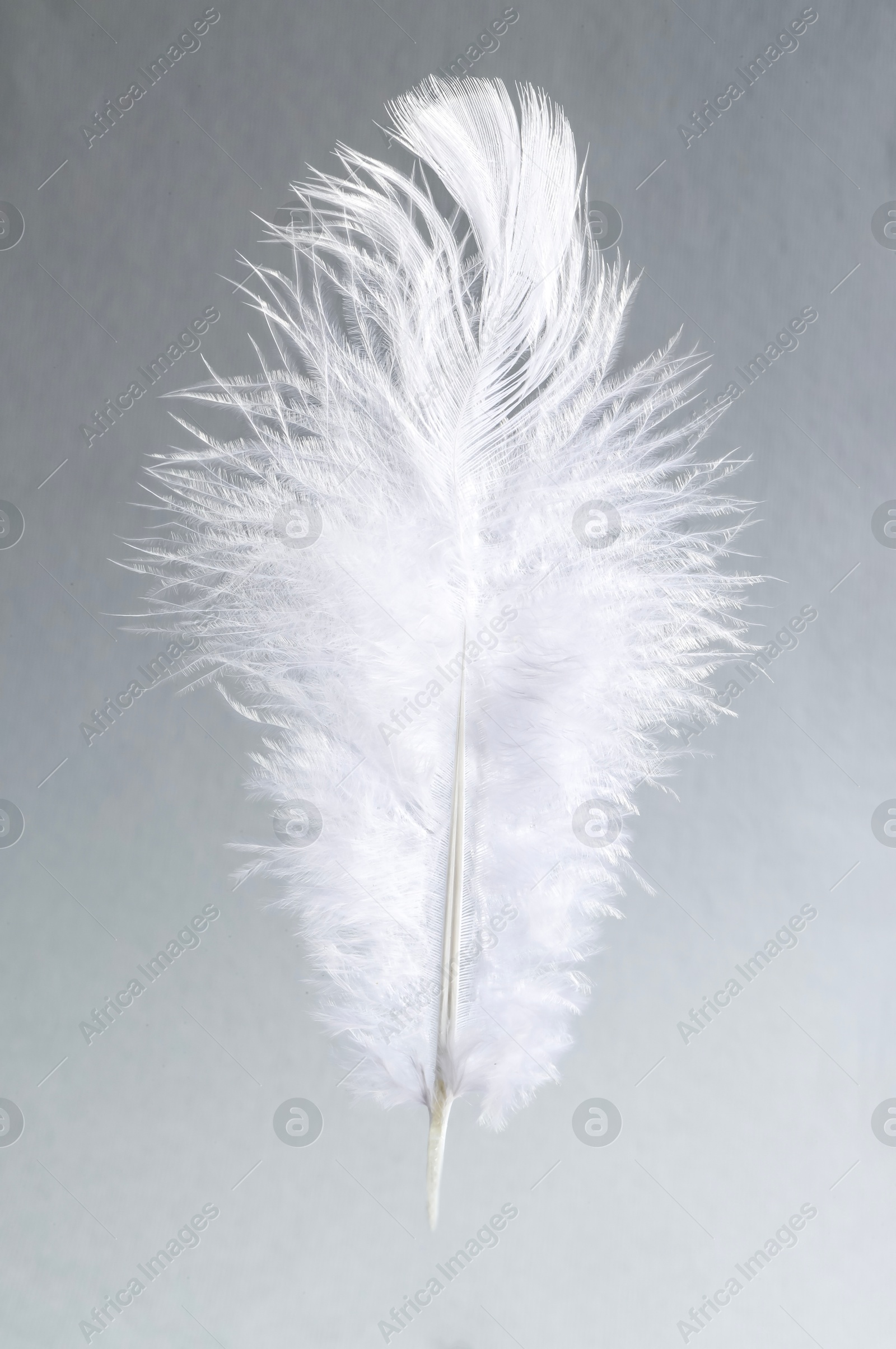 Photo of One white feather on light grey background