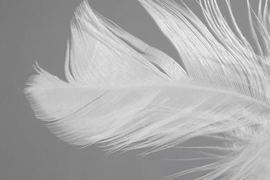 Photo of One white feather on light grey background, closeup