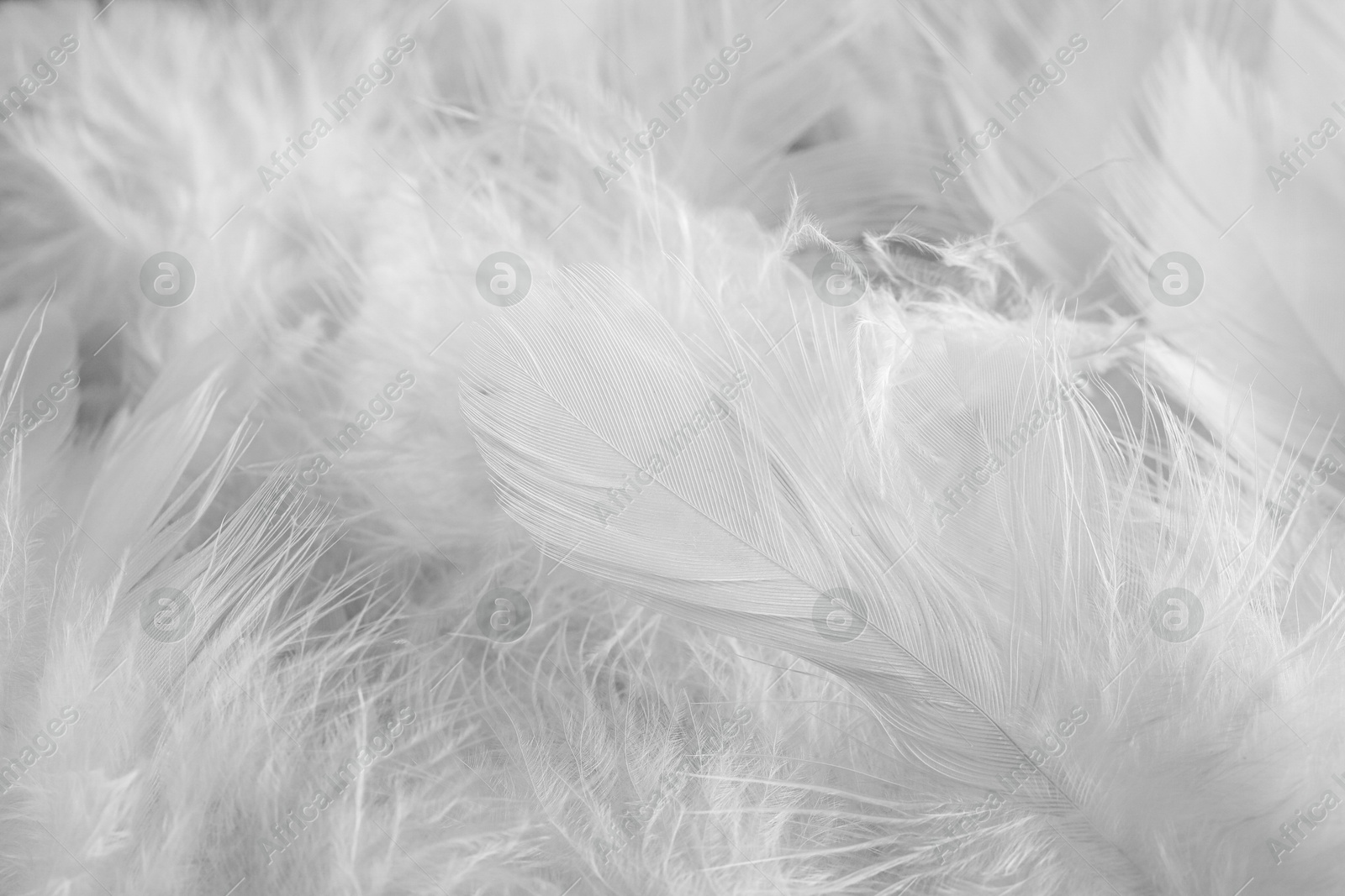 Photo of Many beautiful feathers as background, closeup view