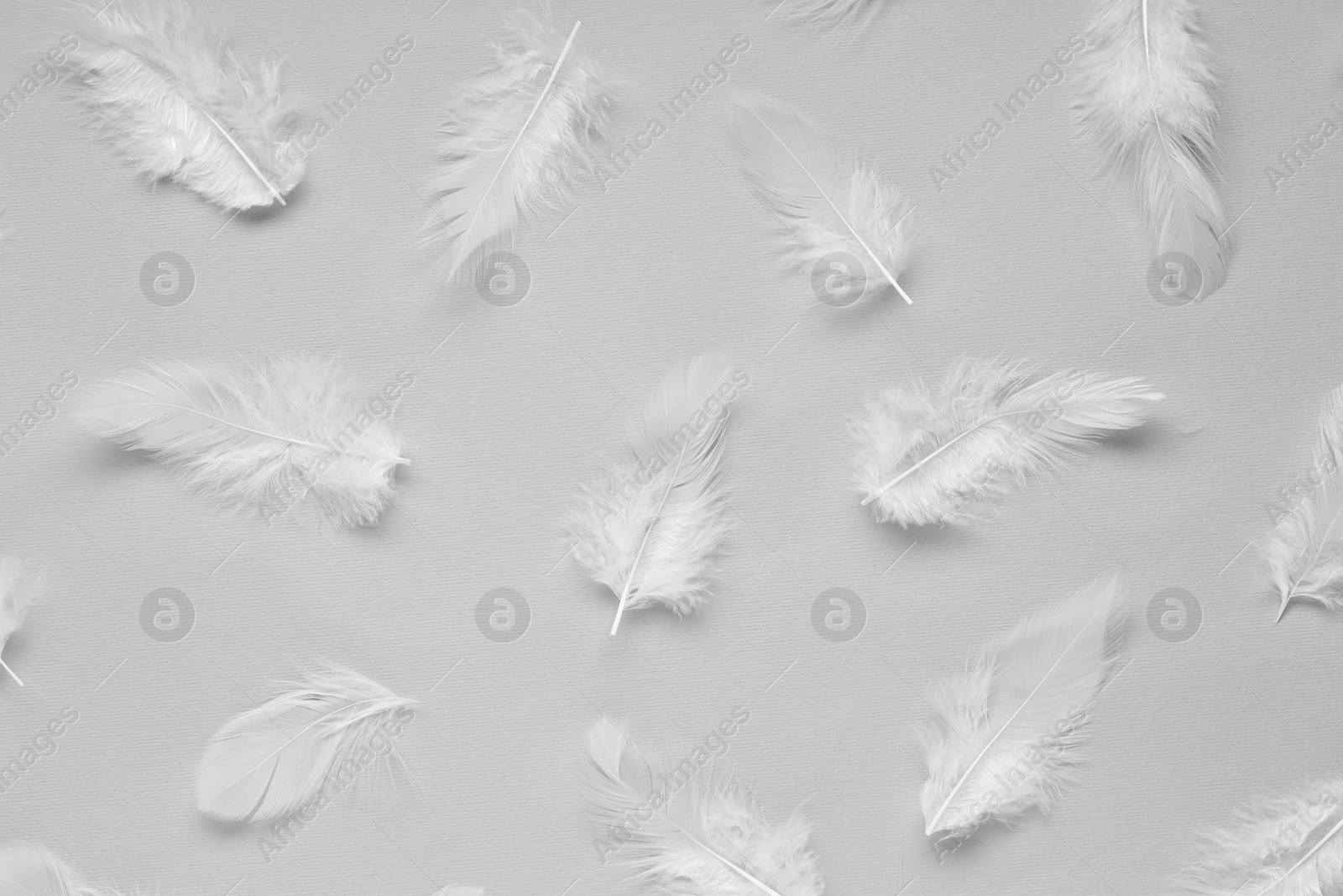 Photo of Beautiful feathers on light grey background, flat lay