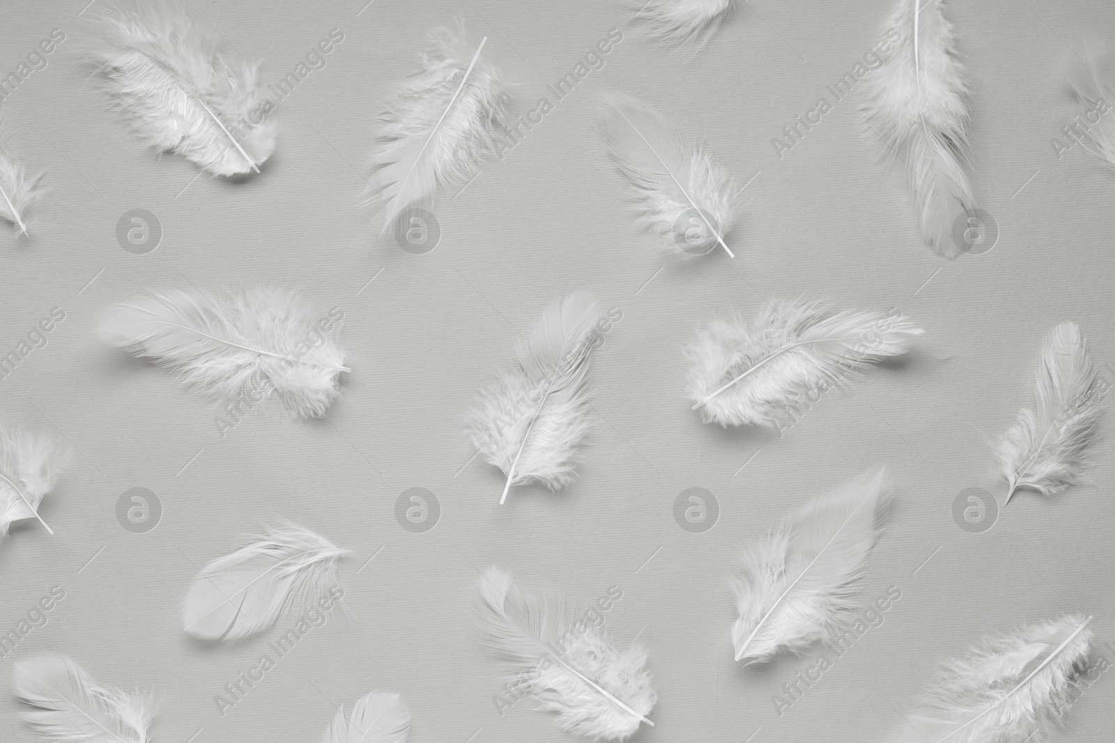 Photo of Beautiful feathers on light grey background, flat lay