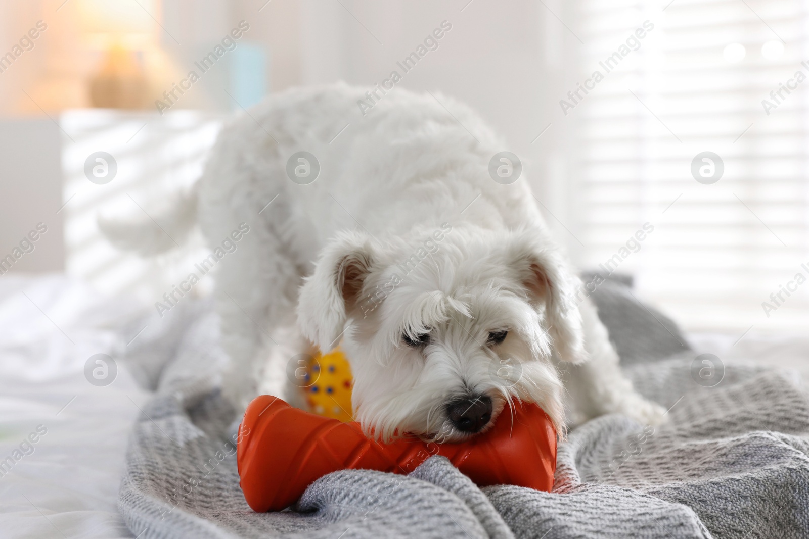 Photo of Cute dog playing with toy on bed at home. Adorable pet