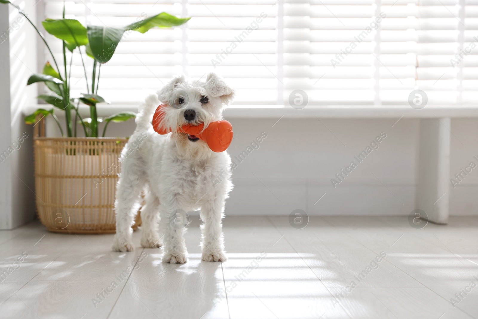 Photo of Cute dog with toy at home, space for text. Adorable pet