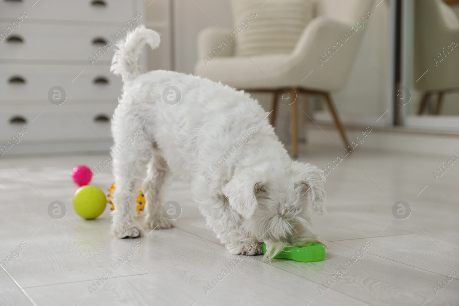 Photo of Cute dog playing with toy at home. Adorable pet