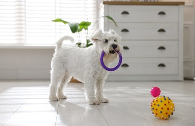 Photo of Cute dog playing with toy at home. Adorable pet