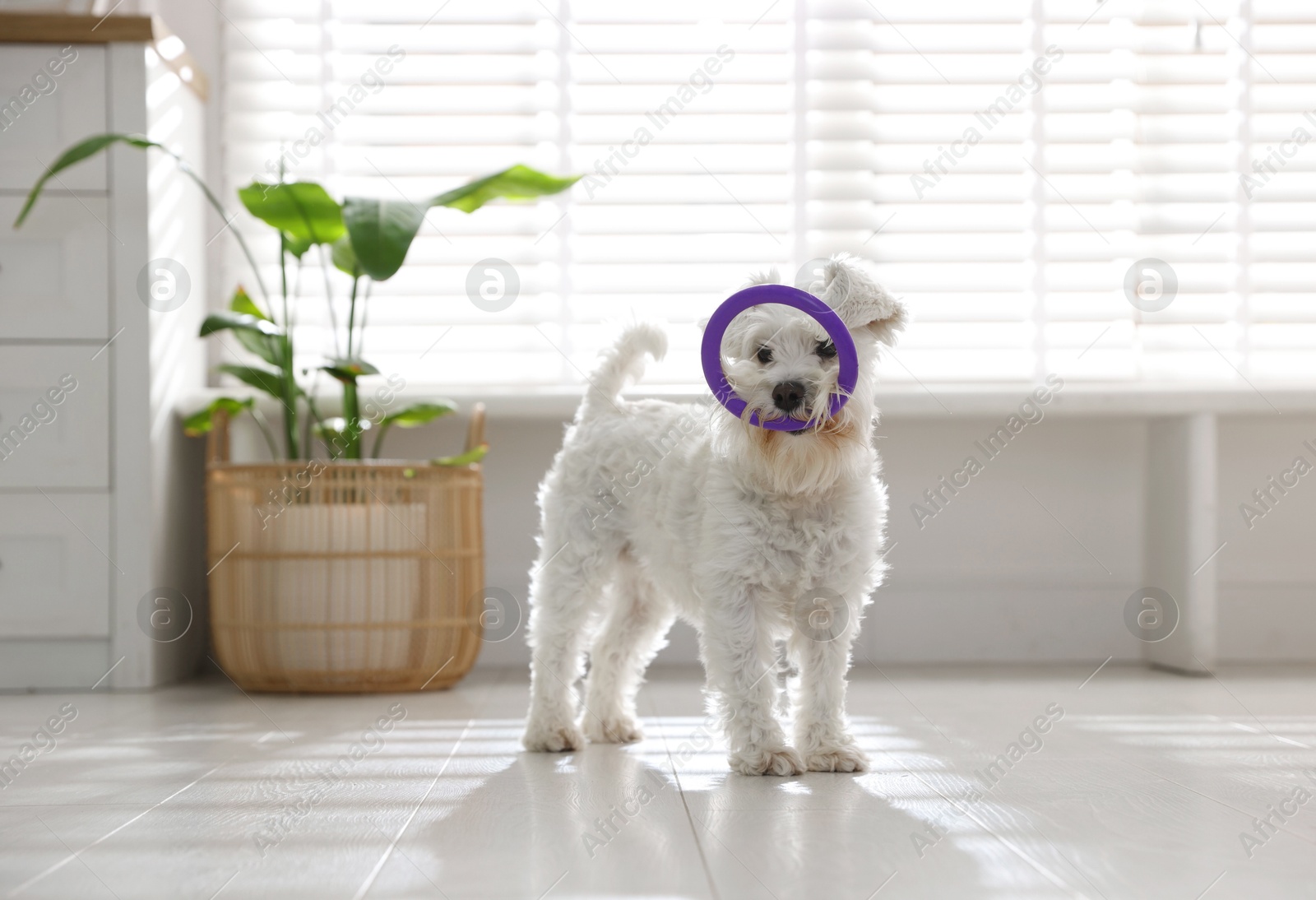 Photo of Cute dog with toy at home. Adorable pet