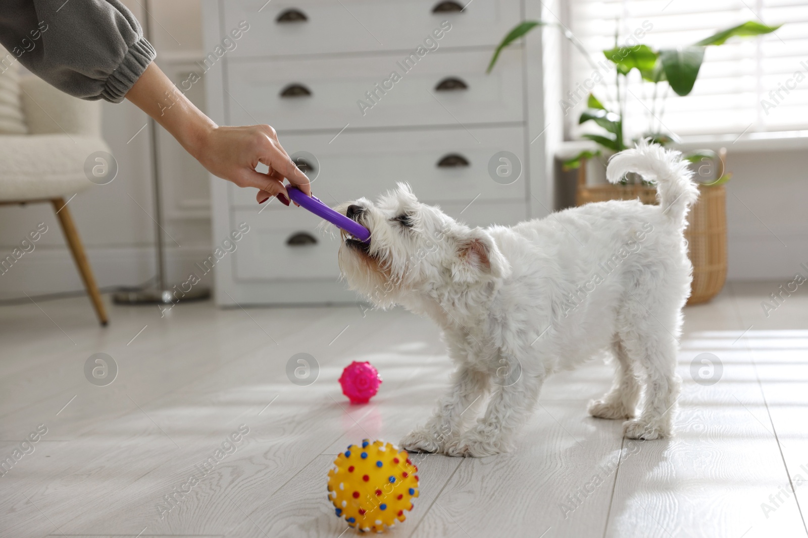 Photo of Cute dog playing with owner and toy at home, closeup. Adorable pet