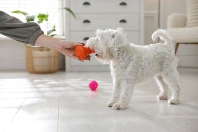 Photo of Cute dog playing with owner and toy at home, closeup. Adorable pet