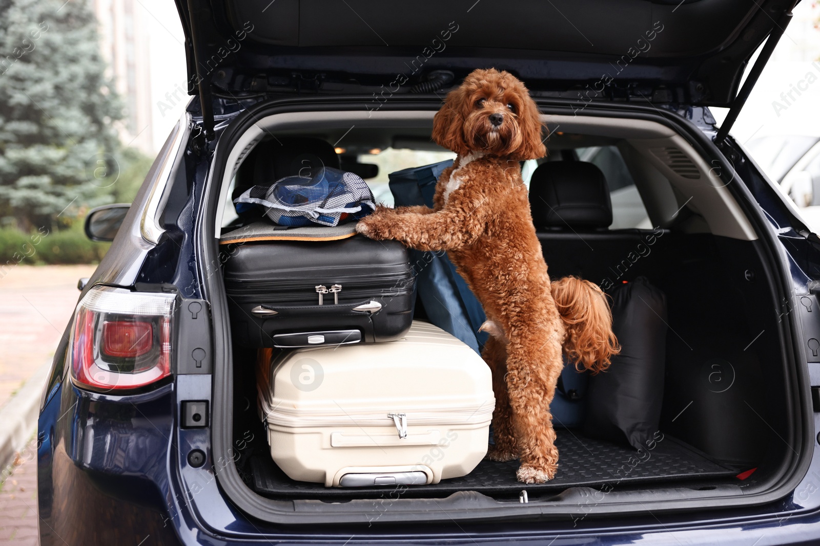 Photo of Cute Cavapoo dog with suitcases and other stuff in car trunk