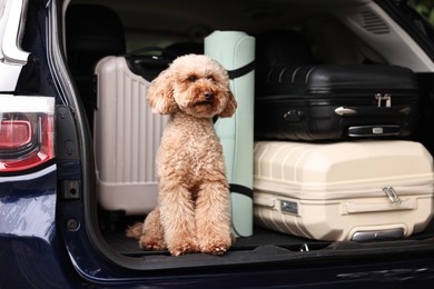 Photo of Cute Toy Poodle dog with suitcases and mat in car trunk