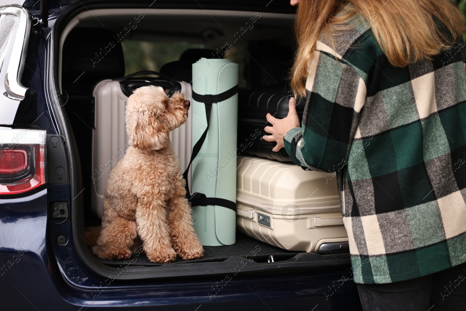 Photo of Cute toy poodle sitting in car trunk while owner loading suitcases inside