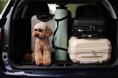 Photo of Cute Toy Poodle dog with suitcases and mat in car trunk