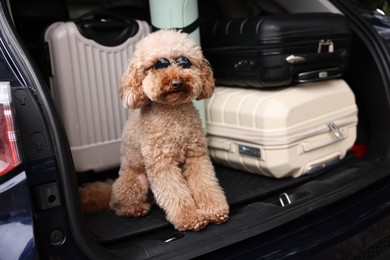 Photo of Cute Toy Poodle dog with suitcases and mat in car trunk