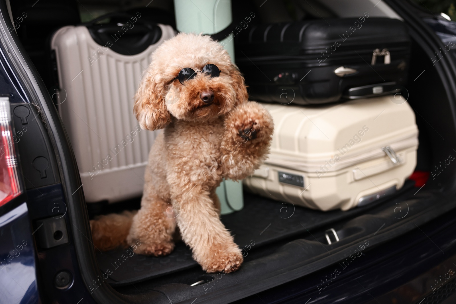 Photo of Cute Toy Poodle dog with suitcases and mat in car trunk