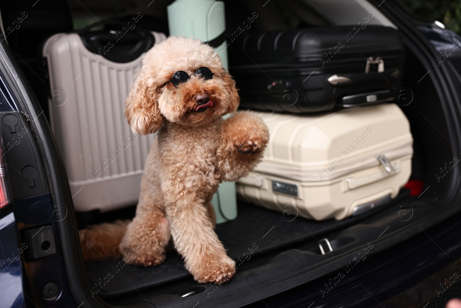 Photo of Cute Toy Poodle dog with suitcases and mat in car trunk