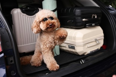 Photo of Cute Toy Poodle dog with suitcases and mat in car trunk