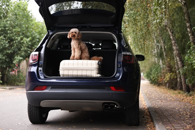 Photo of Cute Toy Poodle dog and suitcase in car trunk