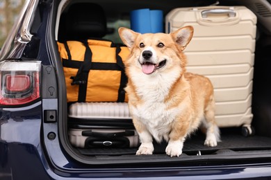 Photo of Pembroke Welsh Corgi with suitcases and other stuff in car trunk