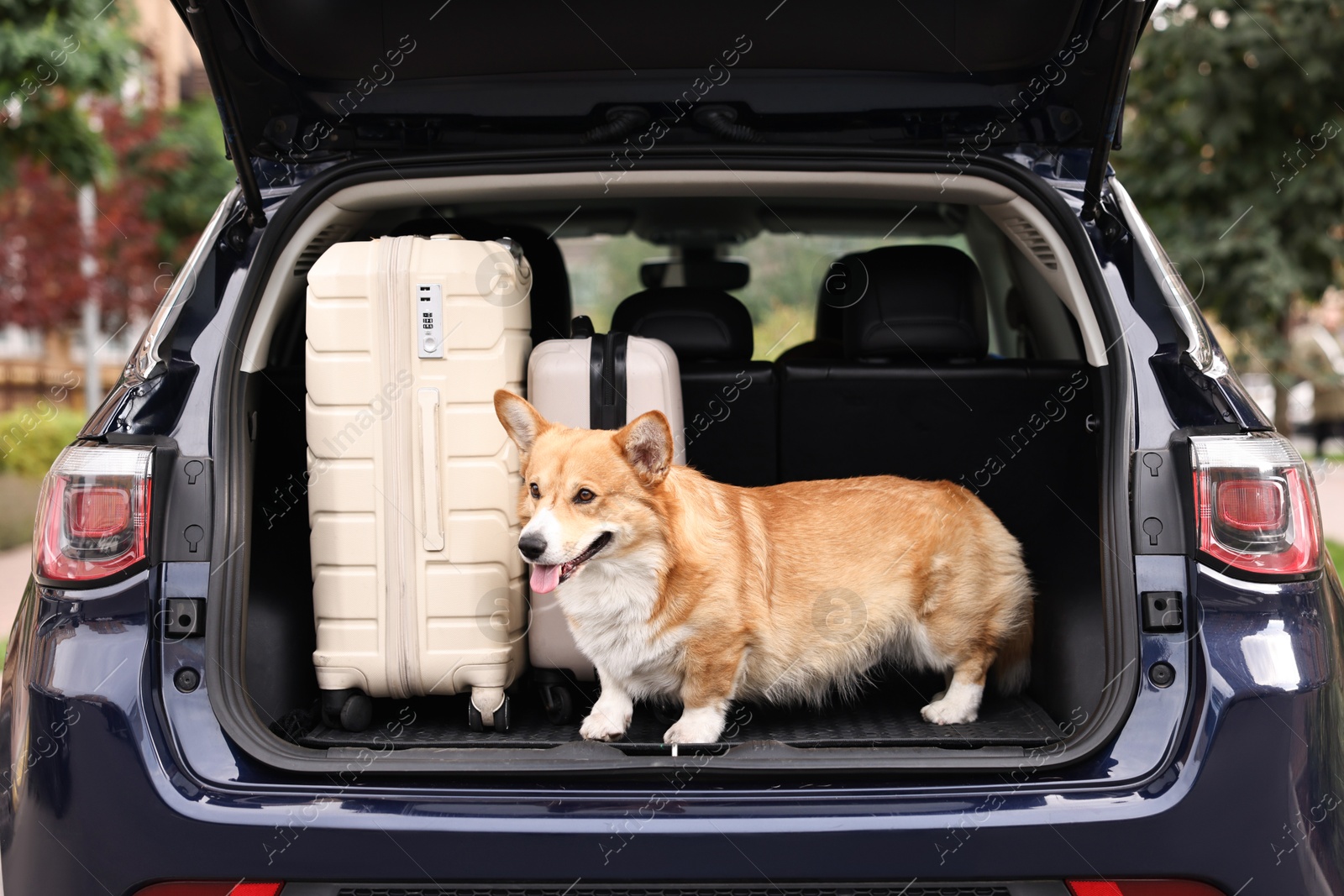 Photo of Pembroke Welsh Corgi near suitcases in car trunk