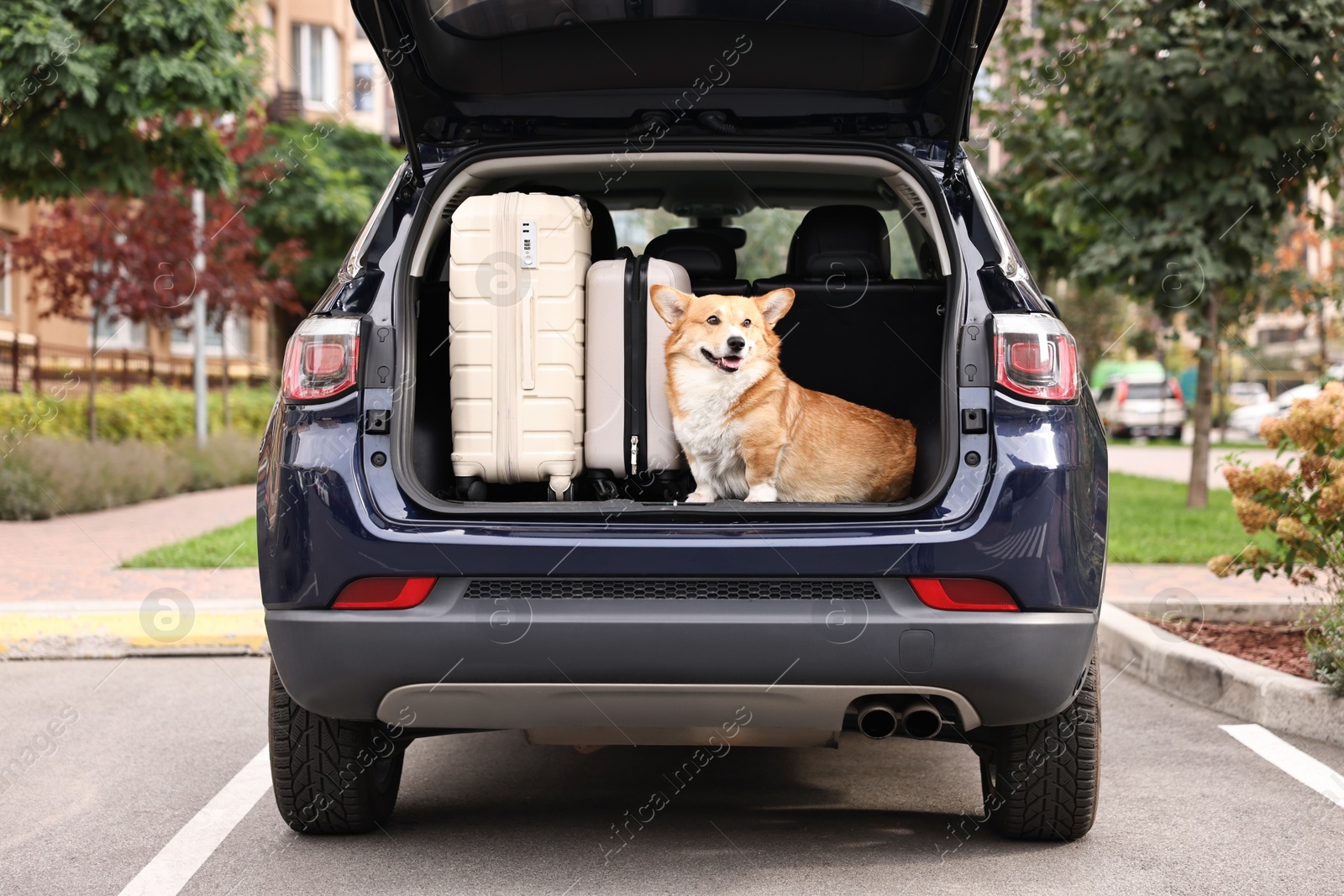 Photo of Pembroke Welsh Corgi near suitcases in car trunk