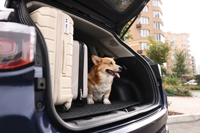 Photo of Pembroke Welsh Corgi near suitcases in car trunk