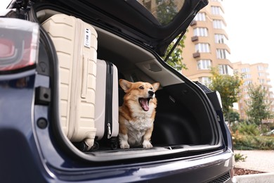 Photo of Pembroke Welsh Corgi near suitcases in car trunk