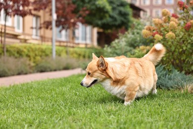 Photo of Pembroke Welsh Corgi on green grass in park, space for text