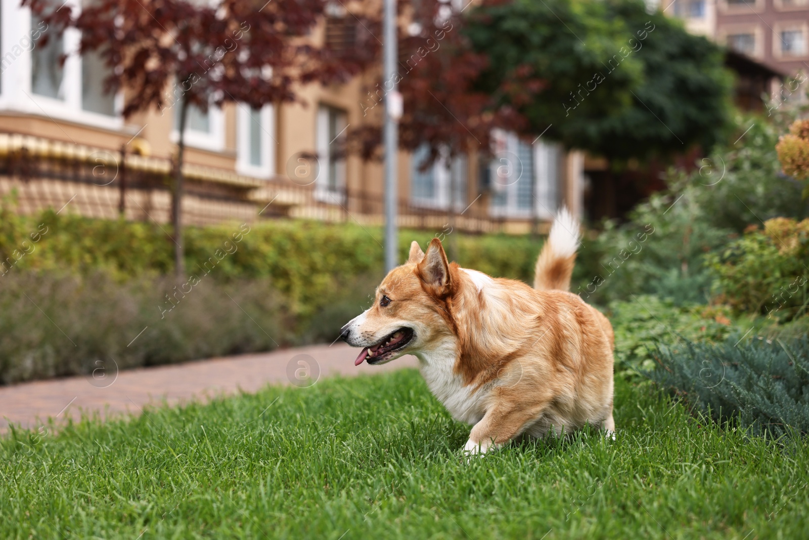 Photo of Pembroke Welsh Corgi on green grass in park, space for text