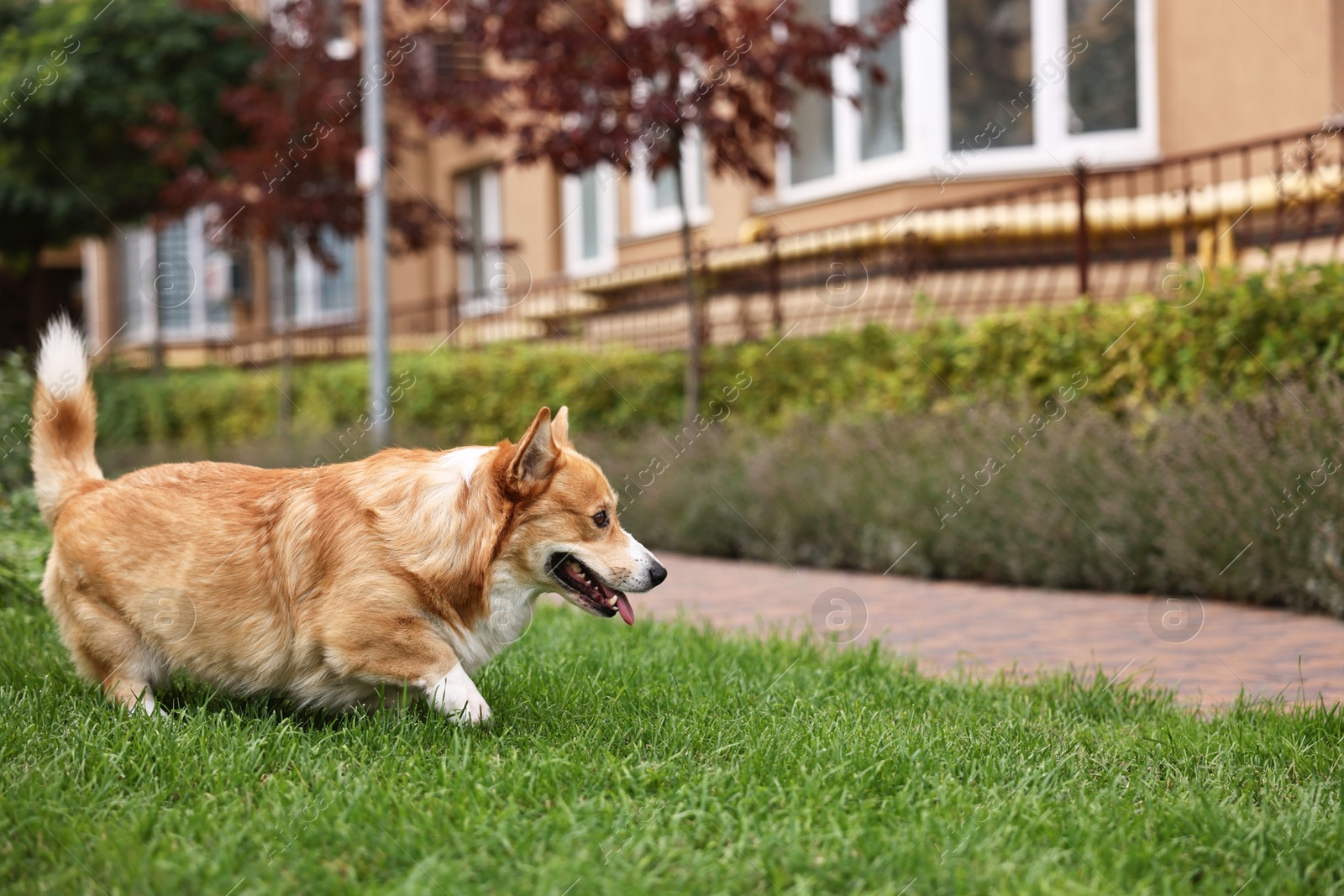 Photo of Pembroke Welsh Corgi on green grass in park, space for text