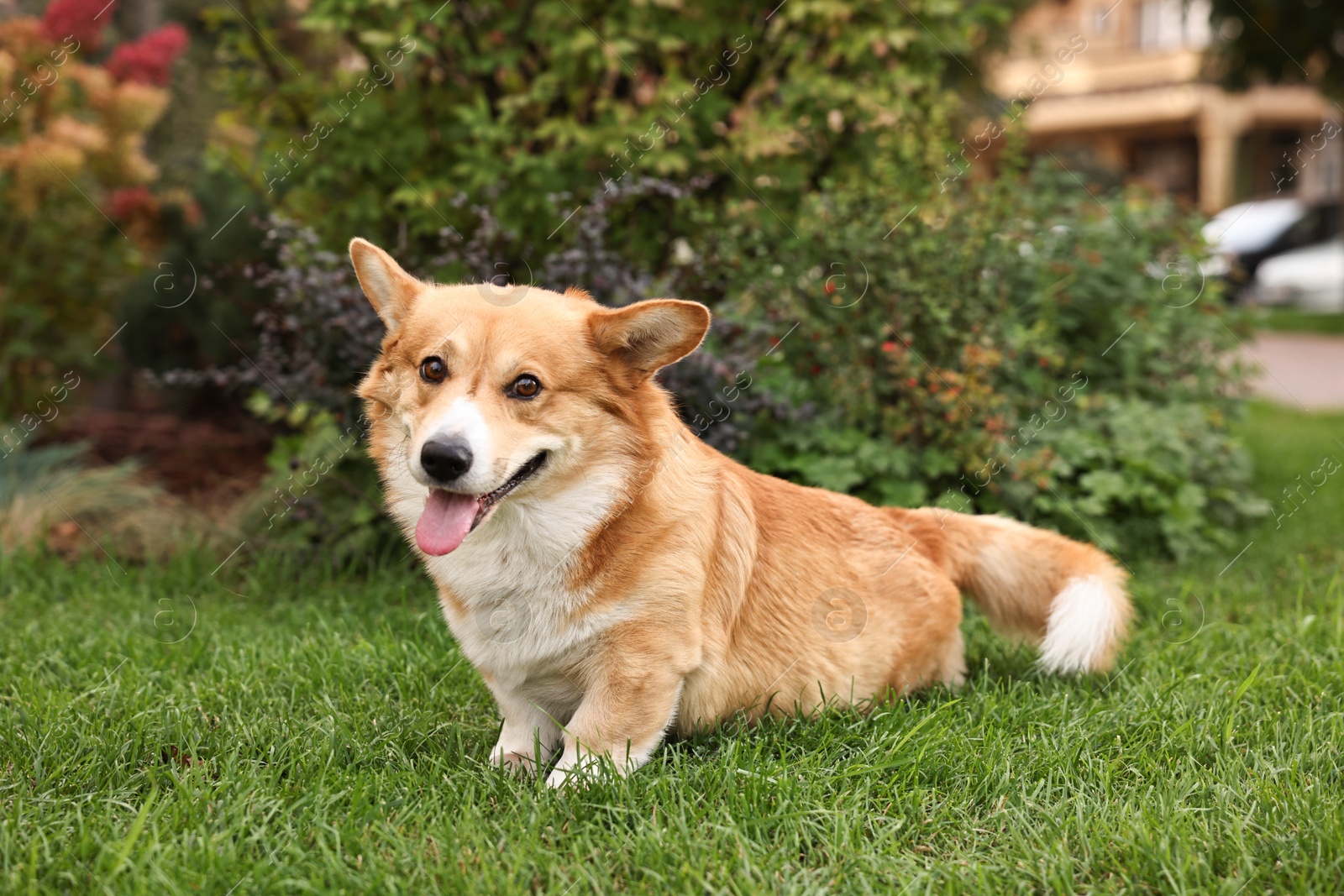 Photo of Pembroke Welsh Corgi on green grass in park