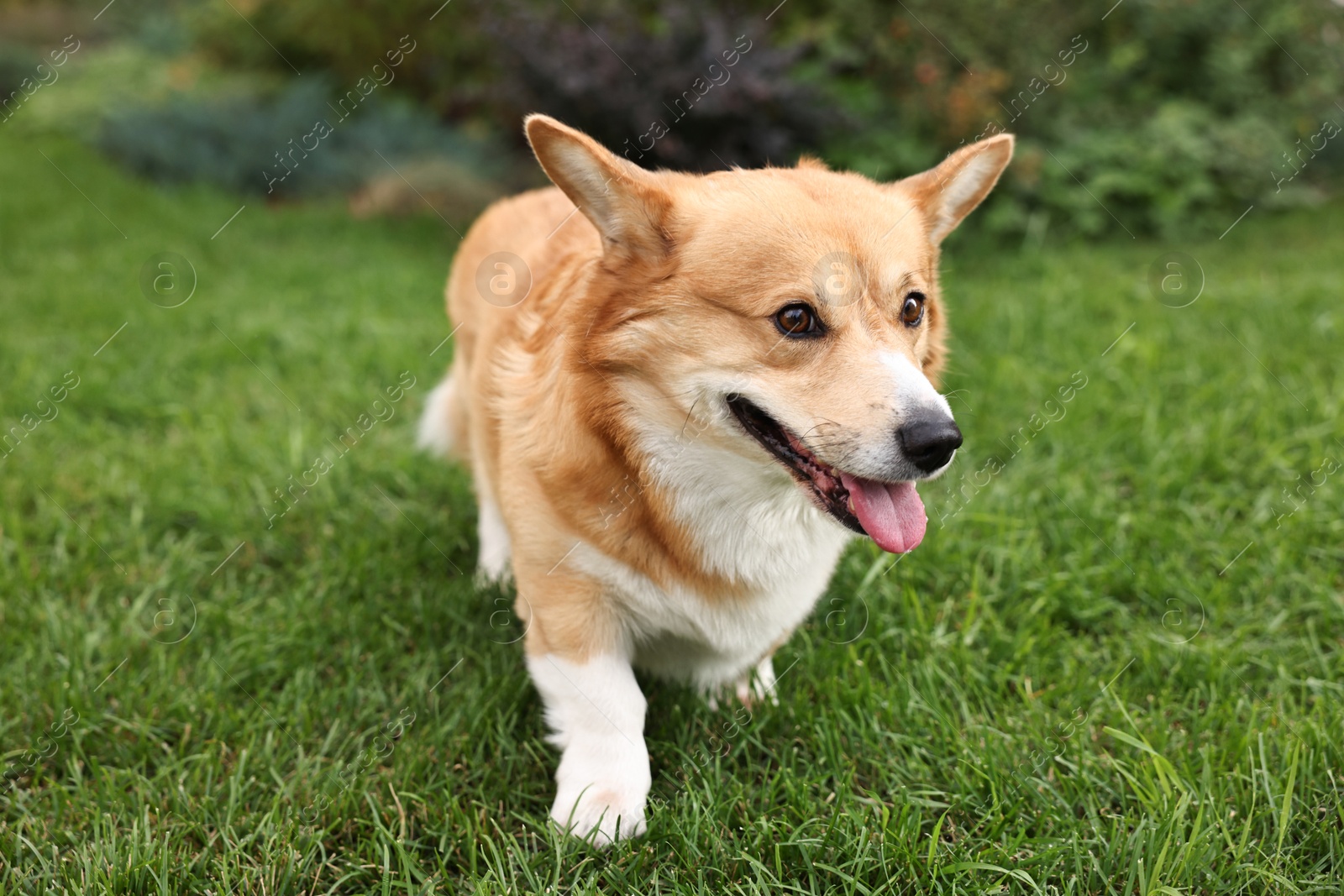 Photo of Pembroke Welsh Corgi on green grass in park