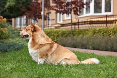 Photo of Pembroke Welsh Corgi on green grass in park