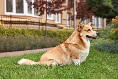 Photo of Pembroke Welsh Corgi on green grass in park