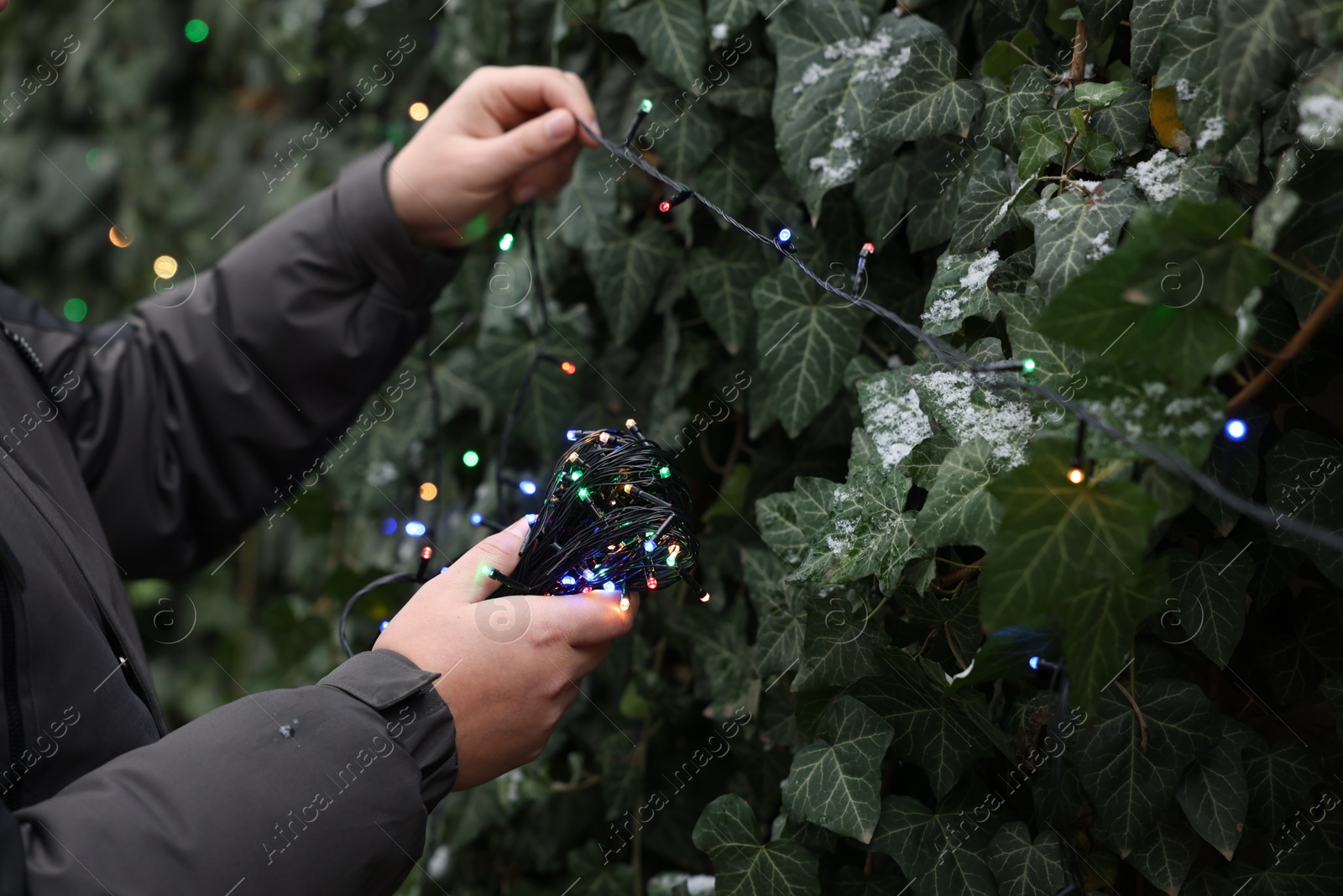 Photo of Man decorating green plant with Christmas lights outdoors, closeup