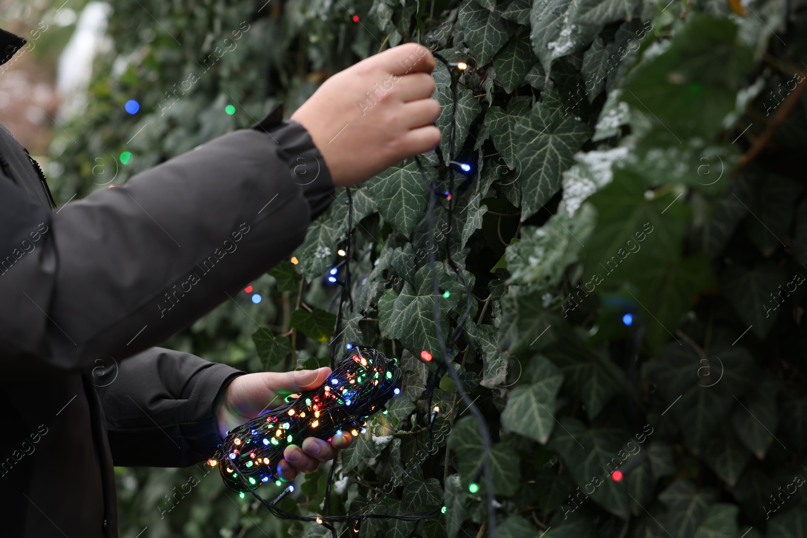 Photo of Man decorating green plant with Christmas lights outdoors, closeup